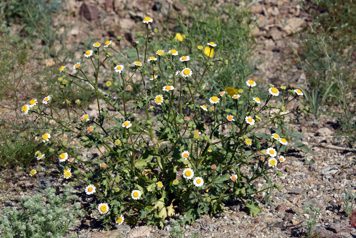 Emory's Rockdaisy is also called Desert Rock Daisy and various habitats preferences including hillsides and rocky cliffs, sandy or gravelly soil and desert washes. Perityle emoryi